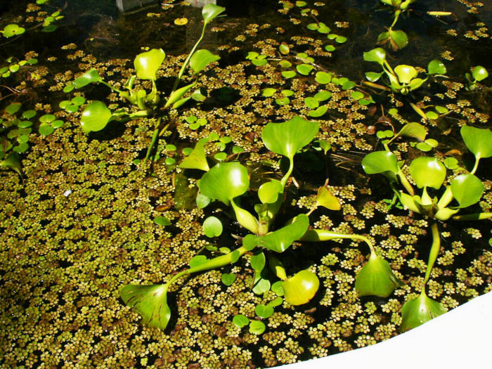 carilo casa plantas de agua escultura